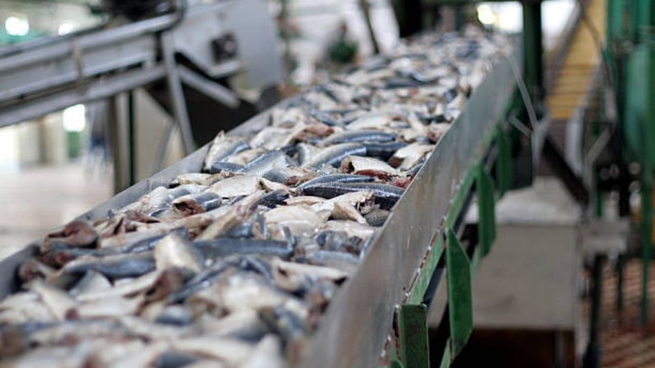 Mizoram opens Northeast’s first fish canning plant, boosting value-added fisheries and farmer incomes Mizoram opens Northeast’s first fish canning plant, boosting value-added fisheries and farmer incomes