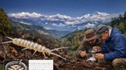 Zoological Survey of India Scientists discover new soil micro-arthropod species in Sikkim Zoological Survey of India Scientists discover new soil micro-arthropod species in Sikkim