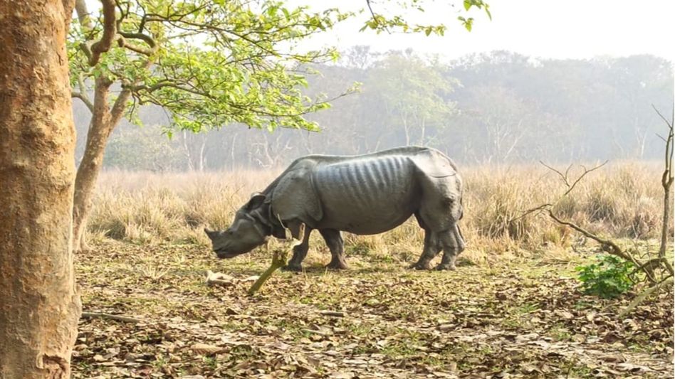 Male rhino found dead in Assam's Pobitora; horn recovered intact Male rhino found dead in Assam's Pobitora; horn recovered intact