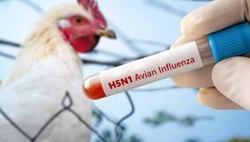 Sikkim on high alert as Bird Flu cases surface, state issues strict advisory Sikkim on high alert as Bird Flu cases surface, state issues strict advisory