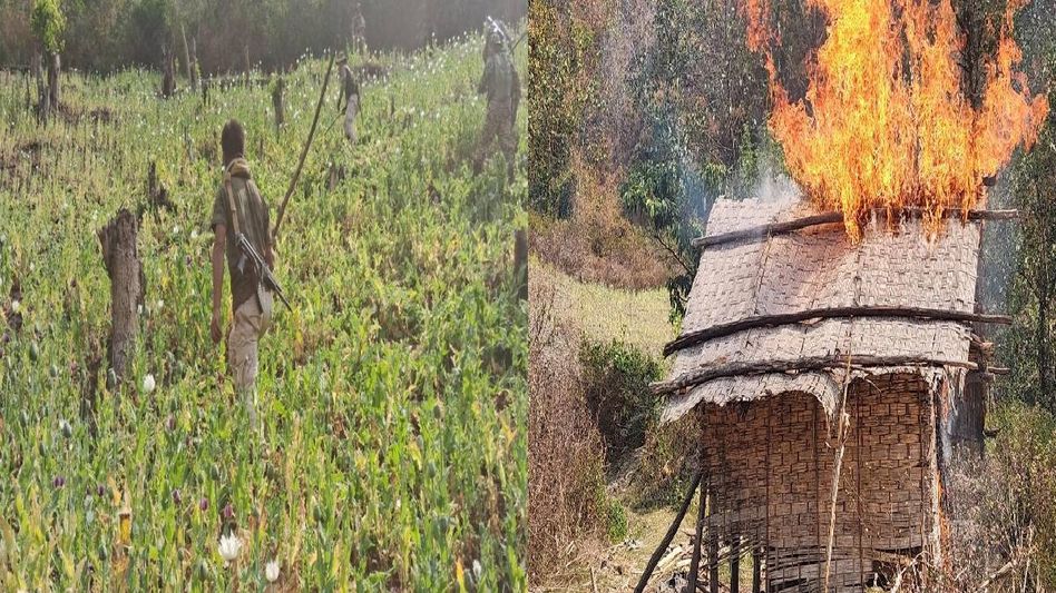 Security forces destroy eight acres of illegal poppy in Manipur’s Senapati Security forces destroy eight acres of illegal poppy in Manipur’s Senapati