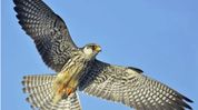 Three satellite-tagged Amur falcons from Manipur spend winter in Africa Three satellite-tagged Amur falcons from Manipur spend winter in Africa