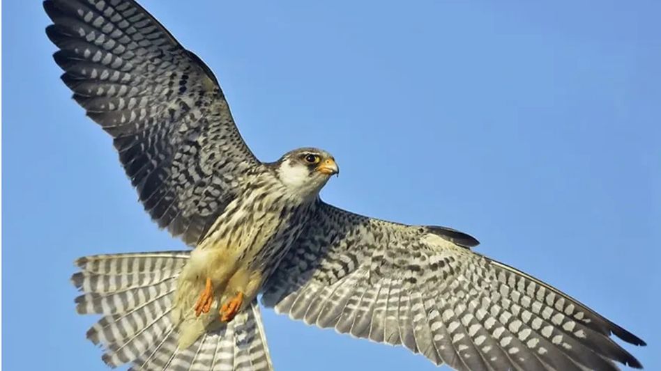 Three satellite-tagged Amur falcons from Manipur spend winter in Africa Three satellite-tagged Amur falcons from Manipur spend winter in Africa