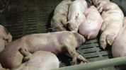 African Swine Fever causes Rs 960 crore loss in Mizoram, over 71,000 pigs dead since 2021 African Swine Fever causes Rs 960 crore loss in Mizoram, over 71,000 pigs dead since 2021