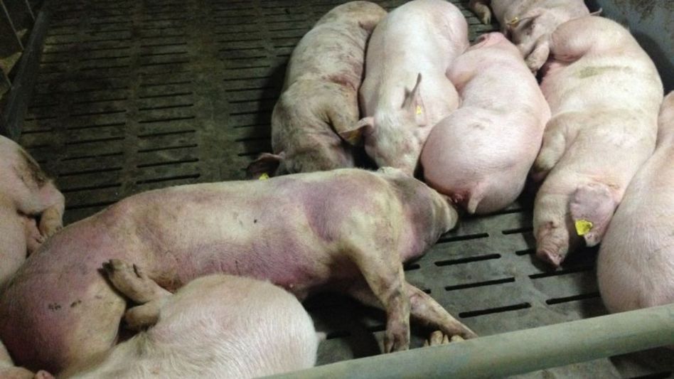 African Swine Fever causes Rs 960 crore loss in Mizoram, over 71,000 pigs dead since 2021 African Swine Fever causes Rs 960 crore loss in Mizoram, over 71,000 pigs dead since 2021