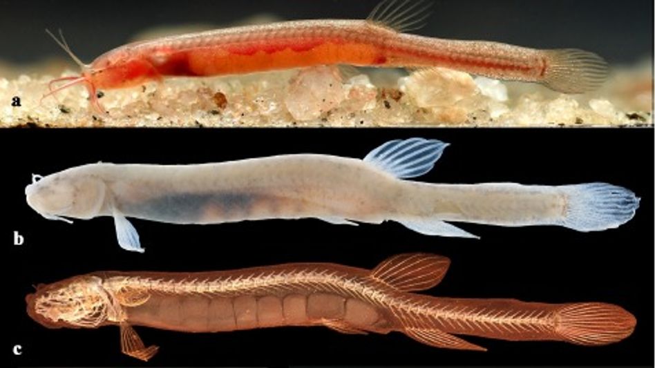 New groundwater-dwelling fish species ‘Gitchak nakana’ discovered in Assam New groundwater-dwelling fish species ‘Gitchak nakana’ discovered in Assam