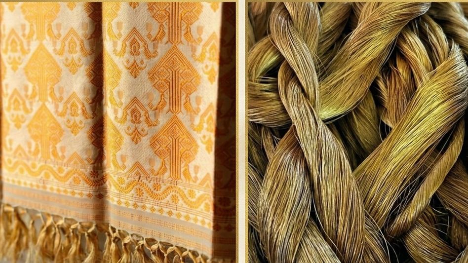 Golden thread of Assam: State produces 90% of India’s Muga silk Golden thread of Assam: State produces 90% of India’s Muga silk