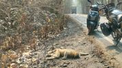 Treetops to tar: Fragmented Assam forests push ‘exiled’ golden langurs onto deadly highways Treetops to tar: Fragmented Assam forests push ‘exiled’ golden langurs onto deadly highways