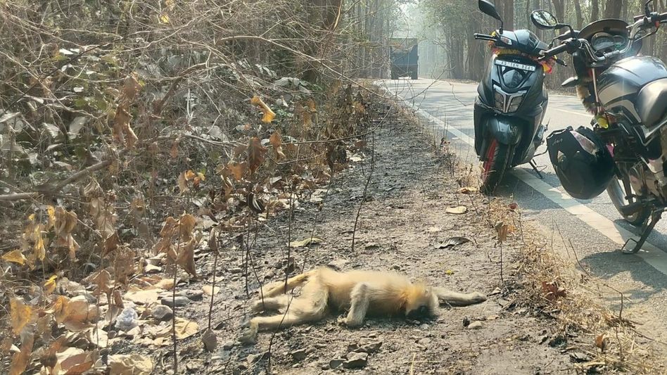 Treetops to tar: Fragmented Assam forests push ‘exiled’ golden langurs onto deadly highways Treetops to tar: Fragmented Assam forests push ‘exiled’ golden langurs onto deadly highways