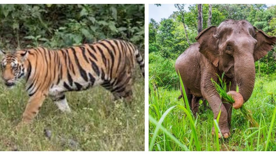 Arunachal Pradesh: Doimukh Forest Range issues advisory amid reports of tiger and elephant movement Arunachal Pradesh: Doimukh Forest Range issues advisory amid reports of tiger and elephant movement