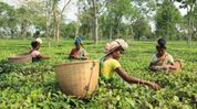Assam CM announces Rs 30 daily wage hike, over 40% rise since 2021 for tea garden workers Assam CM announces Rs 30 daily wage hike, over 40% rise since 2021 for tea garden workers