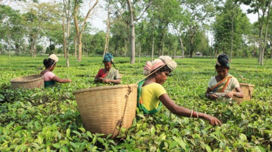 Assam CM announces Rs 30 daily wage hike, over 40% rise since 2021 for tea garden workers Assam CM announces Rs 30 daily wage hike, over 40% rise since 2021 for tea garden workers