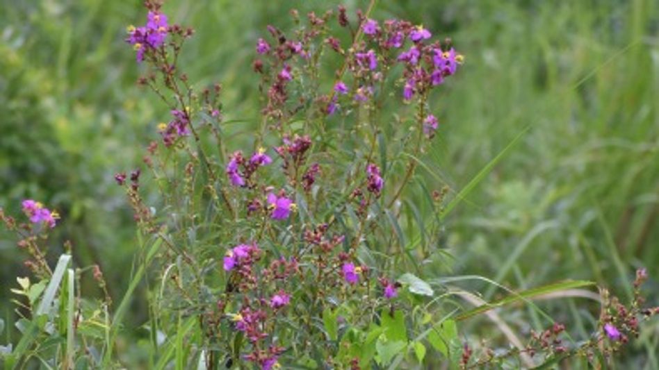 New species Osbeckia zubeengargiana discovered in Assam, named after Zubeen Garg New species Osbeckia zubeengargiana discovered in Assam, named after Zubeen Garg