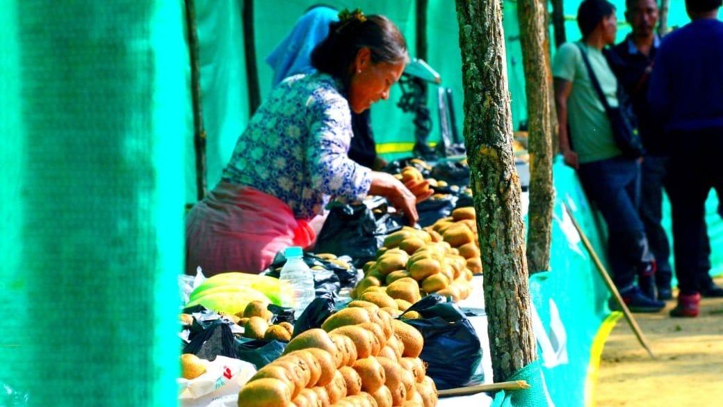 Kiwi farming reshapes Manipur's Senapati economy as growers seek cold storage support
