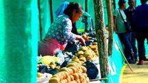 Kiwi farming reshapes Manipur's Senapati economy as growers seek cold storage support Kiwi farming reshapes Manipur's Senapati economy as growers seek cold storage support