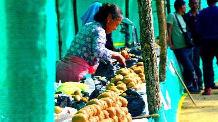 Kiwi farming reshapes Manipur's Senapati economy as growers seek cold storage support
