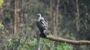 For the first time Assam releases captive-bred vultures into the wild For the first time Assam releases captive-bred vultures into the wild