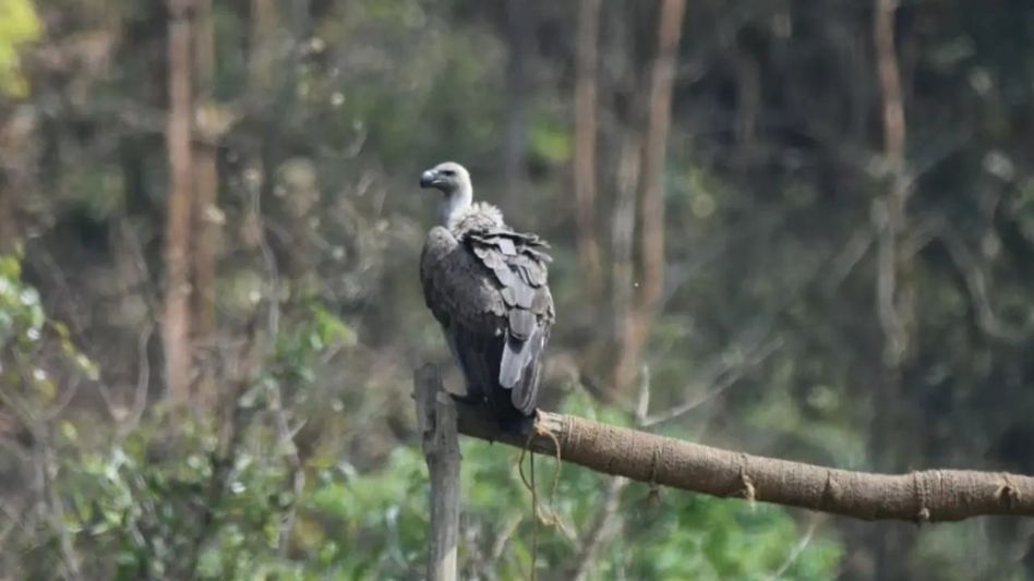 For the first time Assam releases captive-bred vultures into the wild For the first time Assam releases captive-bred vultures into the wild