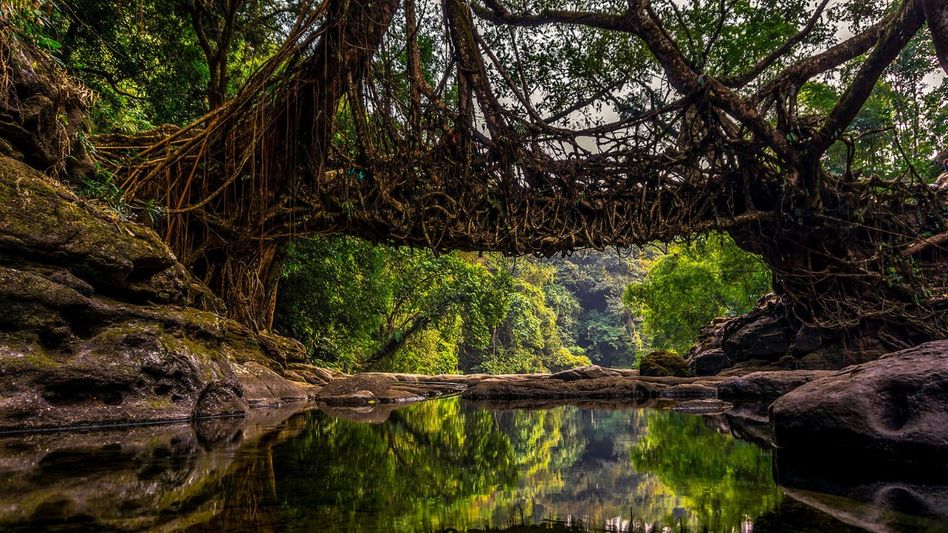 Meghalaya’s Living Root Bridges nominated for UNESCO World Heritage status Meghalaya’s Living Root Bridges nominated for UNESCO World Heritage status