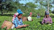 Tea garden workers' woes could sway Assam assembly polls Tea garden workers' woes could sway Assam assembly polls