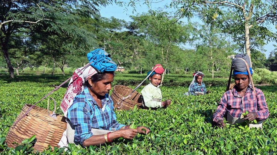 Tea garden workers' woes could sway Assam assembly polls Tea garden workers' woes could sway Assam assembly polls