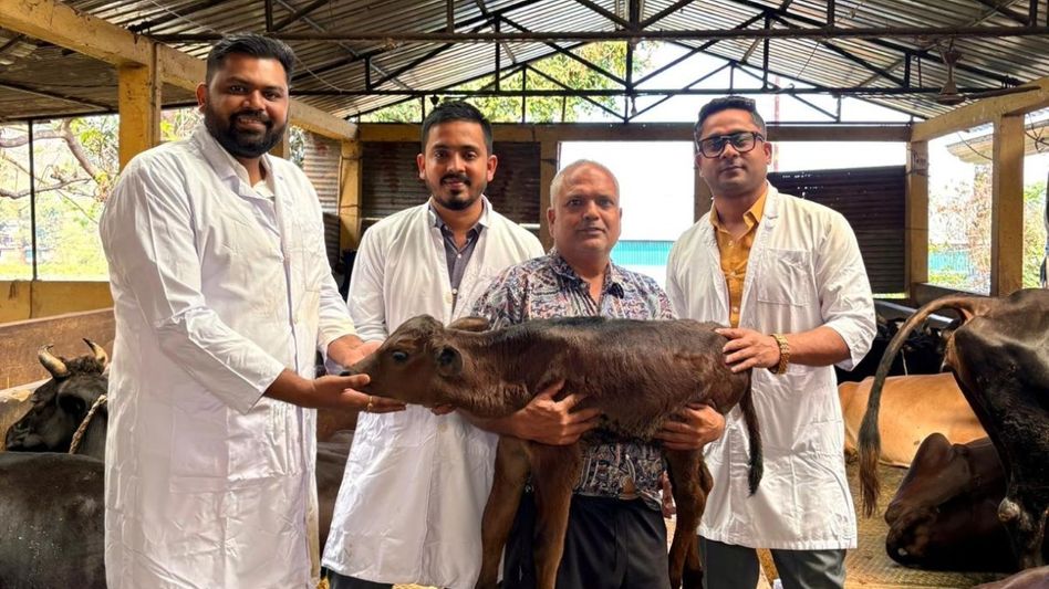 Assam records first IVF-born calf using embryo transfer technology Assam records first IVF-born calf using embryo transfer technology