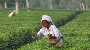 Tea Association of India urges Assam govt to clarify land transfer policy for garden workers Tea Association of India urges Assam govt to clarify land transfer policy for garden workers