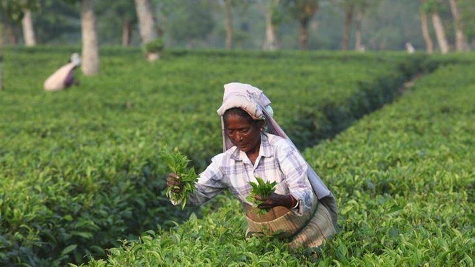 Tea Association of India urges Assam govt to clarify land transfer policy for garden workers Tea Association of India urges Assam govt to clarify land transfer policy for garden workers