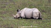 Tourist rush at Kaziranga continues despite poll season in Assam Tourist rush at Kaziranga continues despite poll season in Assam