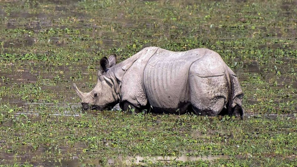 Tourist rush at Kaziranga continues despite poll season in Assam Tourist rush at Kaziranga continues despite poll season in Assam