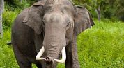 Karnataka expert team deployed in Arunachal to capture rogue elephant Karnataka expert team deployed in Arunachal to capture rogue elephant