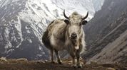 Yak reintroduction drive launched in Mechuka to boost tribal livelihoods in Arunachal Yak reintroduction drive launched in Mechuka to boost tribal livelihoods in Arunachal