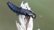 Three new rove beetle species discovered in Arunachal Three new rove beetle species discovered in Arunachal
