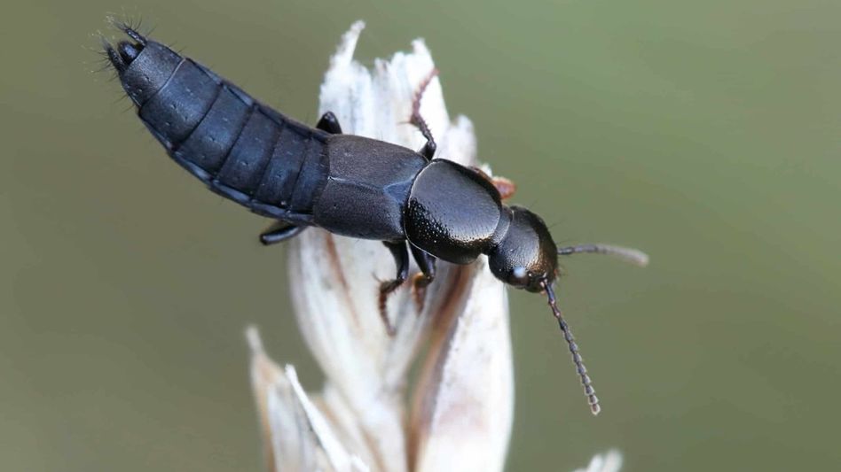 Three new rove beetle species discovered in Arunachal Three new rove beetle species discovered in Arunachal