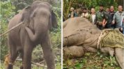 Arunachal CM lauds capture of rogue elephants, highlights use of AI-enabled technology Arunachal CM lauds capture of rogue elephants, highlights use of AI-enabled technology