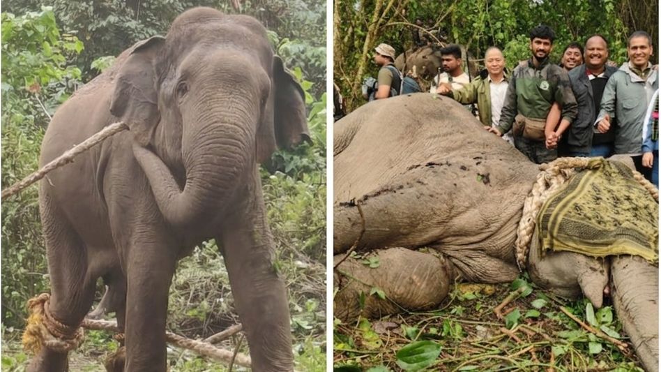 Arunachal CM lauds capture of rogue elephants, highlights use of AI-enabled technology Arunachal CM lauds capture of rogue elephants, highlights use of AI-enabled technology