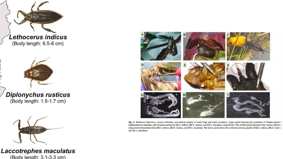 Venomous water insects found in Nagaland, experts warn of possible presence in Assam Venomous water insects found in Nagaland, experts warn of possible presence in Assam