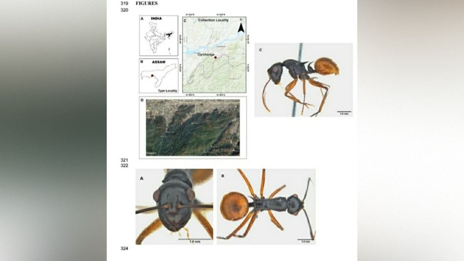 Assam: New ‘Assamese Spiny Ant’ Discovered in Guwahati’s Garbhanga Reserve Forest Signals Biodiversity Resilience Assam: New ‘Assamese Spiny Ant’ Discovered in Guwahati’s Garbhanga Reserve Forest Signals Biodiversity Resilience