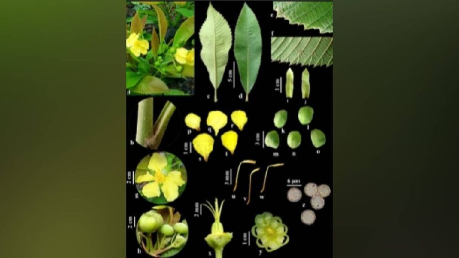 New critically endangered shrub species Dillenia nagalim discovered in Manipur's Kamjong New critically endangered shrub species Dillenia nagalim discovered in Manipur's Kamjong