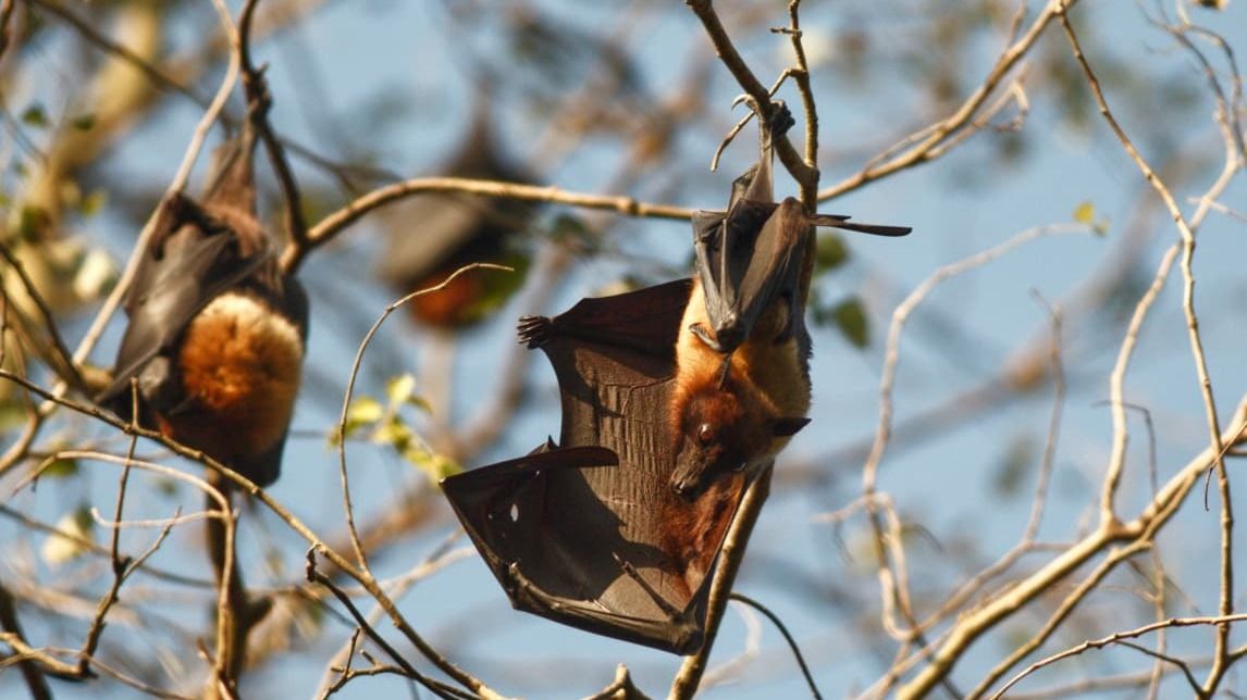 Assam marks bat appreciation day with call to protect ‘misunderstood’ species Assam marks bat appreciation day with call to protect ‘misunderstood’ species