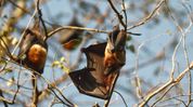 Assam marks bat appreciation day with call to protect ‘misunderstood’ species Assam marks bat appreciation day with call to protect ‘misunderstood’ species