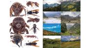 Researchers uncover 19 Vespid wasp species in Arunachal Pradesh hotspot Researchers uncover 19 Vespid wasp species in Arunachal Pradesh hotspot
