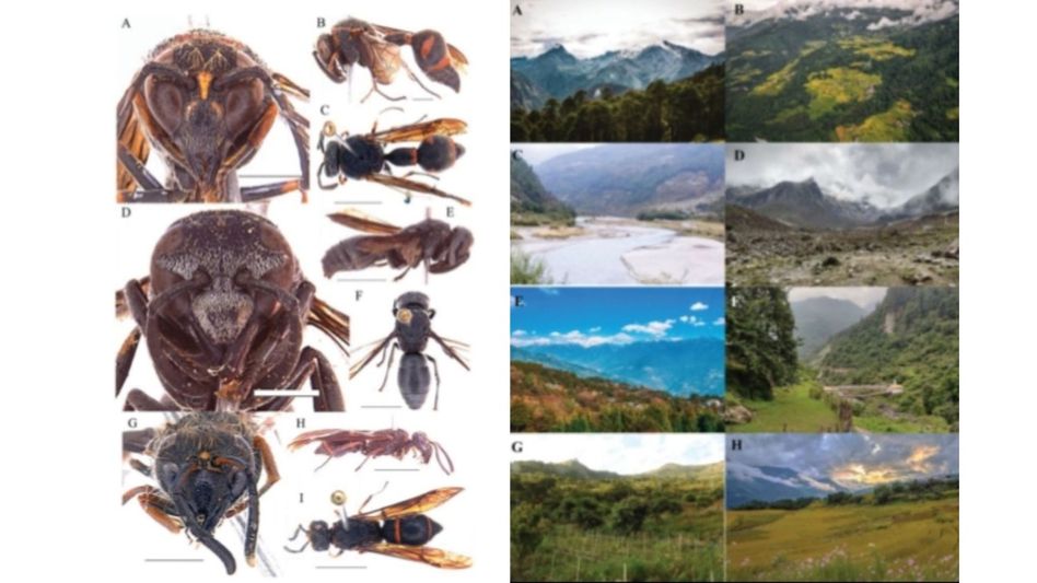 Researchers uncover 19 Vespid wasp species in Arunachal Pradesh hotspot Researchers uncover 19 Vespid wasp species in Arunachal Pradesh hotspot