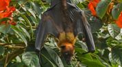 Assam in focus as national report flags severe bat habitat crisis in northeast Assam in focus as national report flags severe bat habitat crisis in northeast