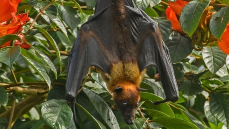 Assam in focus as national report flags severe bat habitat crisis in northeast Assam in focus as national report flags severe bat habitat crisis in northeast