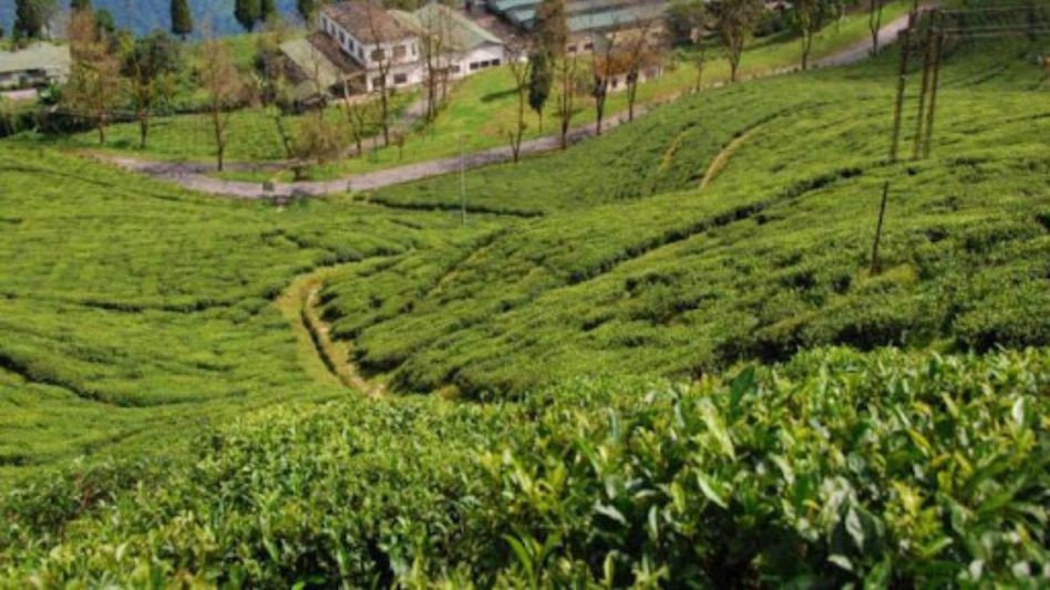 Sikkim's Temi tea garden first flush fetches record Rs 27,000 per kg Sikkim's Temi tea garden first flush fetches record Rs 27,000 per kg