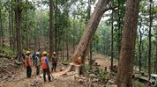 Gauhati High Court’s Aizawl bench halts tree felling at Lammual site Gauhati High Court’s Aizawl bench halts tree felling at Lammual site