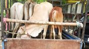 Assam police bust alleged cattle smuggling network, two arrested in Palasbari Assam police bust alleged cattle smuggling network, two arrested in Palasbari
