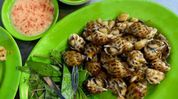 Manipur’s snail curry draws scientific interest as sustainable protein option Manipur’s snail curry draws scientific interest as sustainable protein option