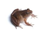 New 'fanged frog' species discovered in Arunachal's Namdapha Tiger Reserve New 'fanged frog' species discovered in Arunachal's Namdapha Tiger Reserve